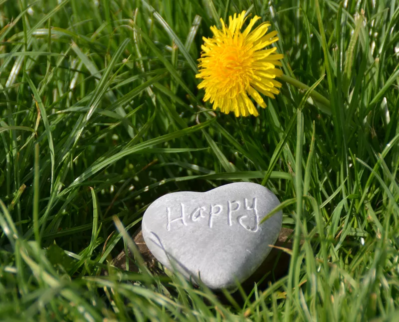 Foto de una piedra y un girasol sobre un césped